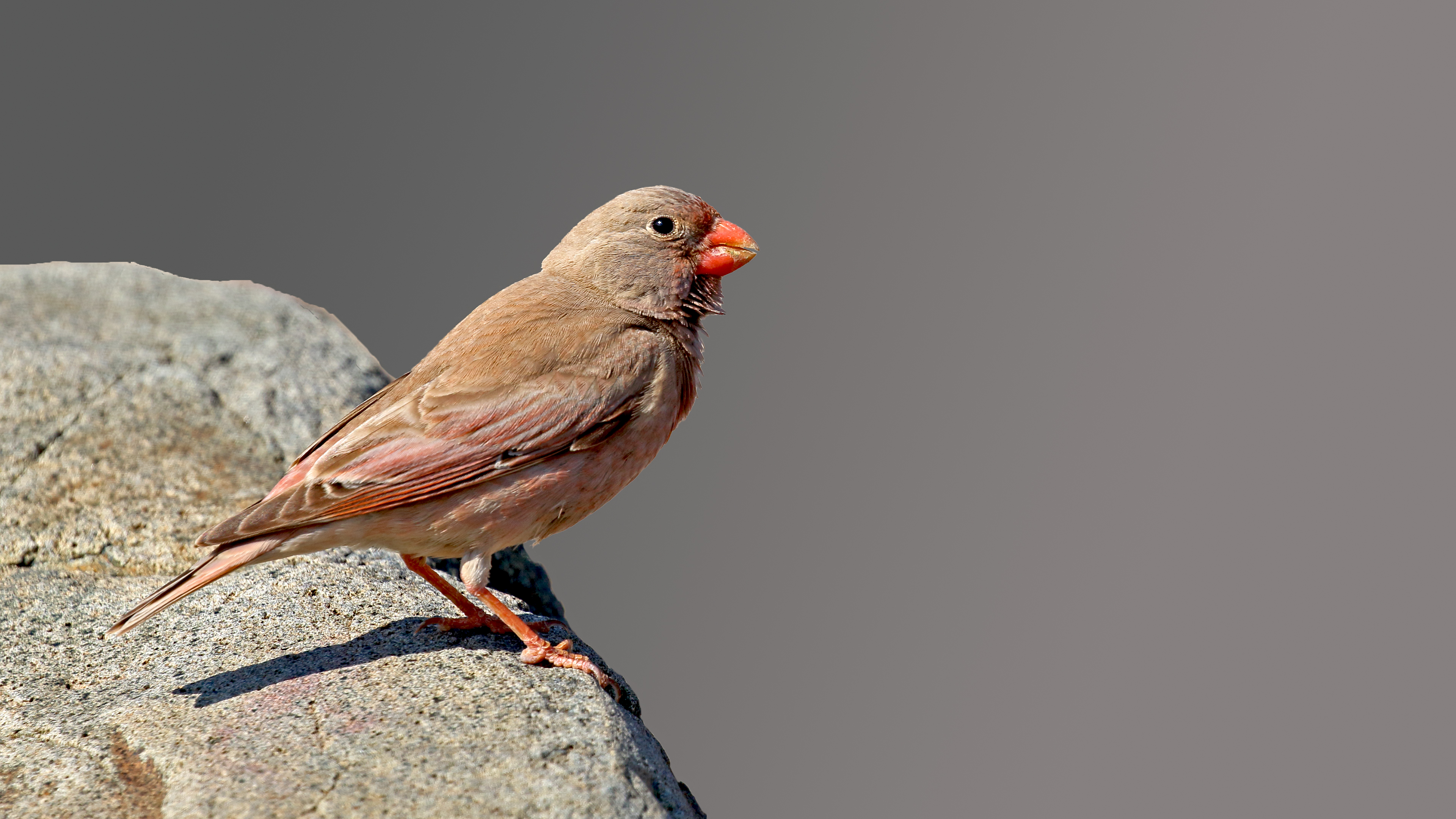 Trumpeter Finch